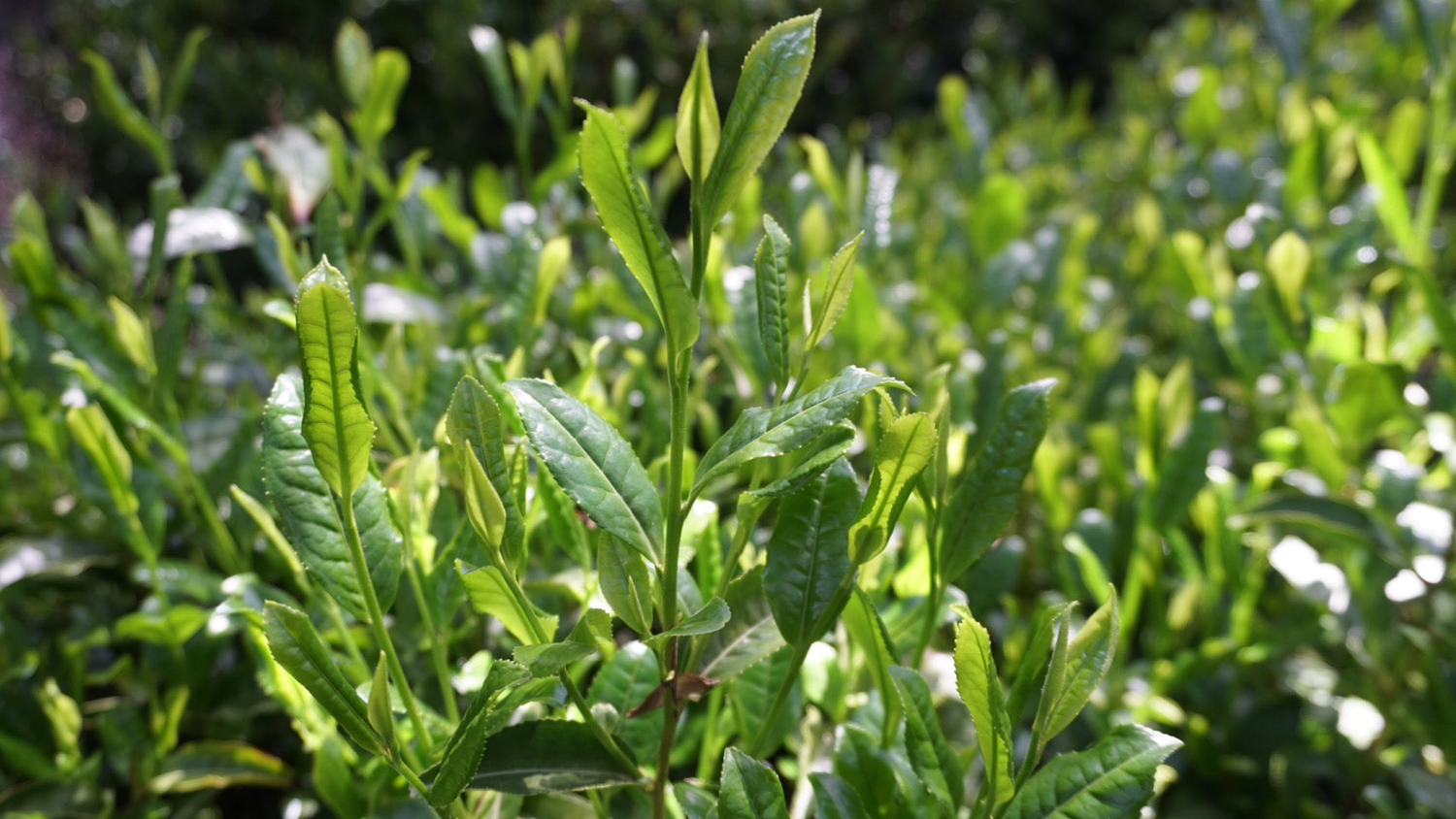 令和七年通圓の新茶